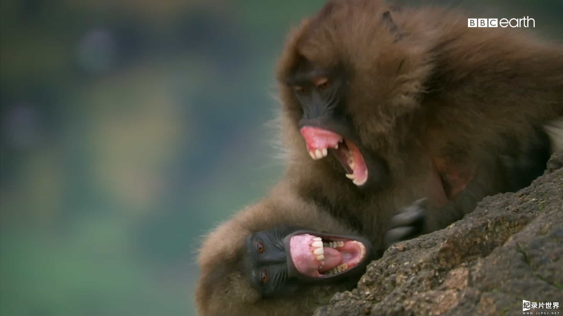 精选系列/BBC纪录片《猴子揭秘/猴子大观 Monkeys Revealed》全3集 