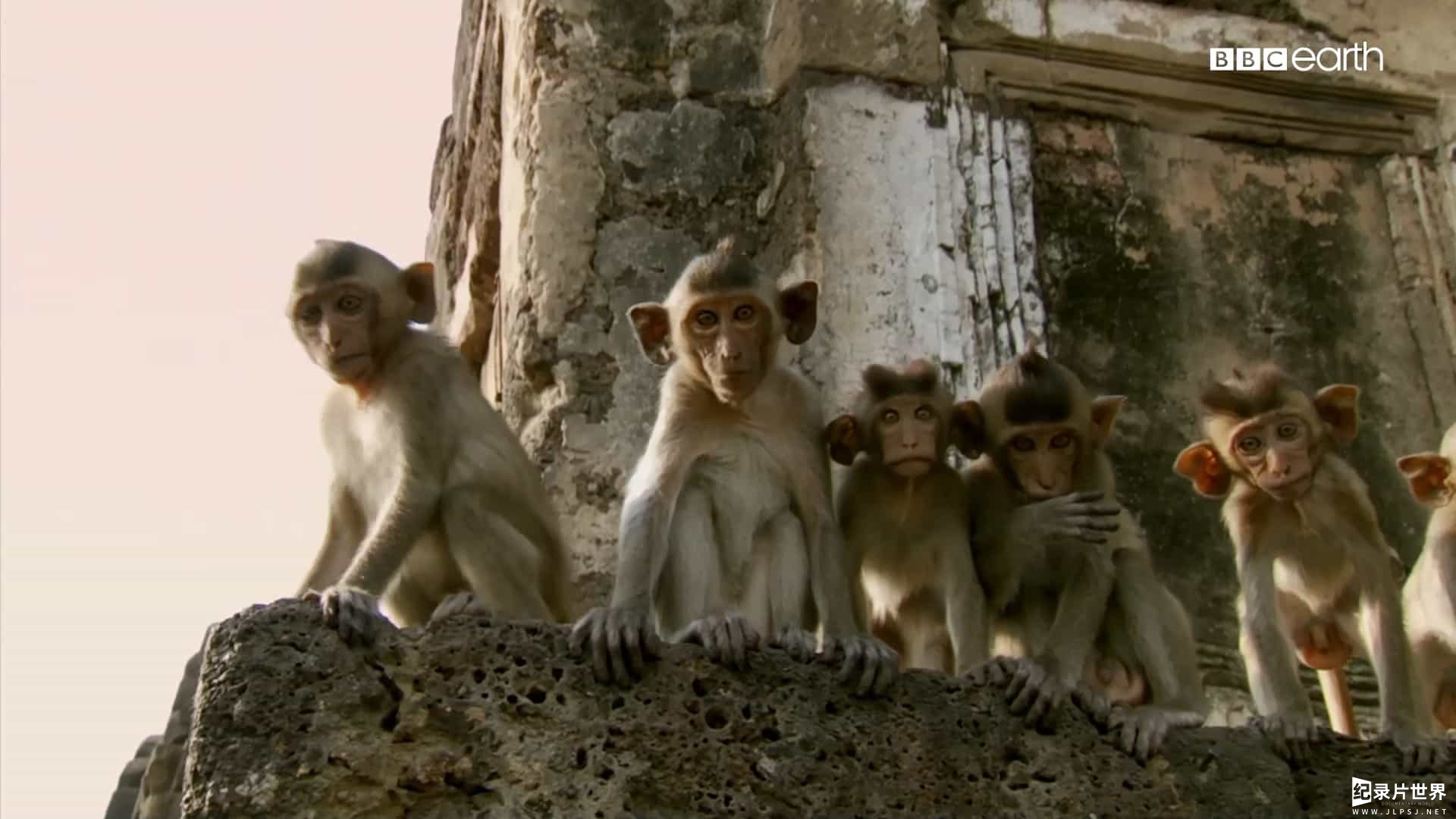 精选系列/BBC纪录片《猴子揭秘/猴子大观 Monkeys Revealed》全3集 