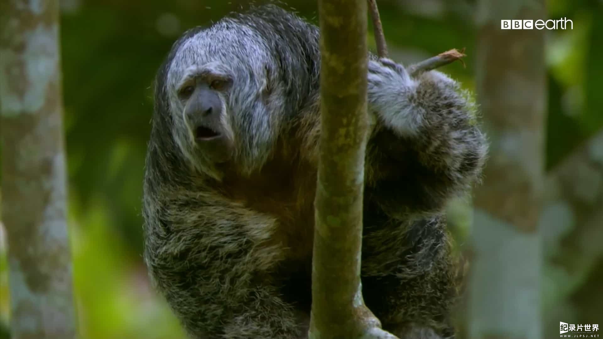 精选系列/BBC纪录片《猴子揭秘/猴子大观 Monkeys Revealed》全3集 