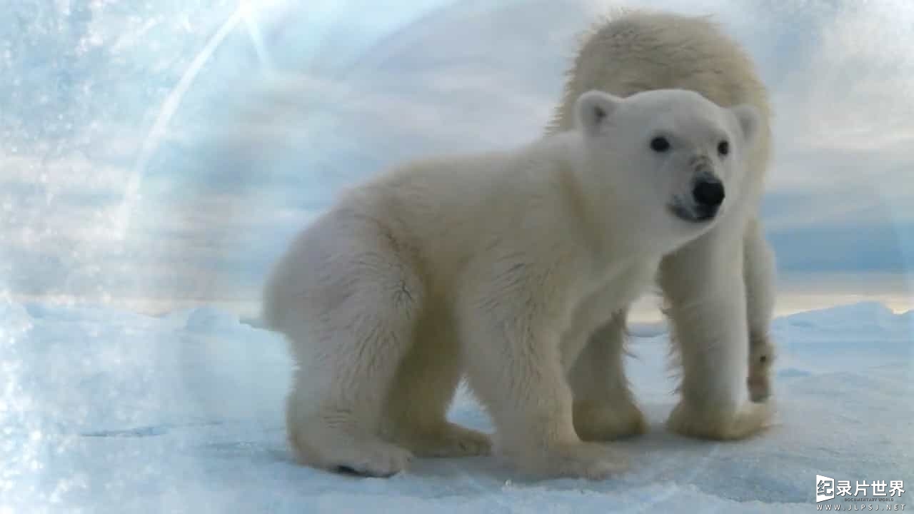 BBC纪录片《北极熊:冰上侦探 Polar Bear:Spy on the Ice》全集