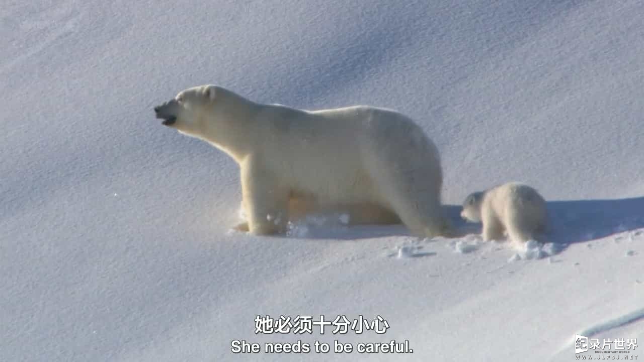 BBC纪录片《北极熊:冰上侦探 Polar Bear:Spy on the Ice》全集