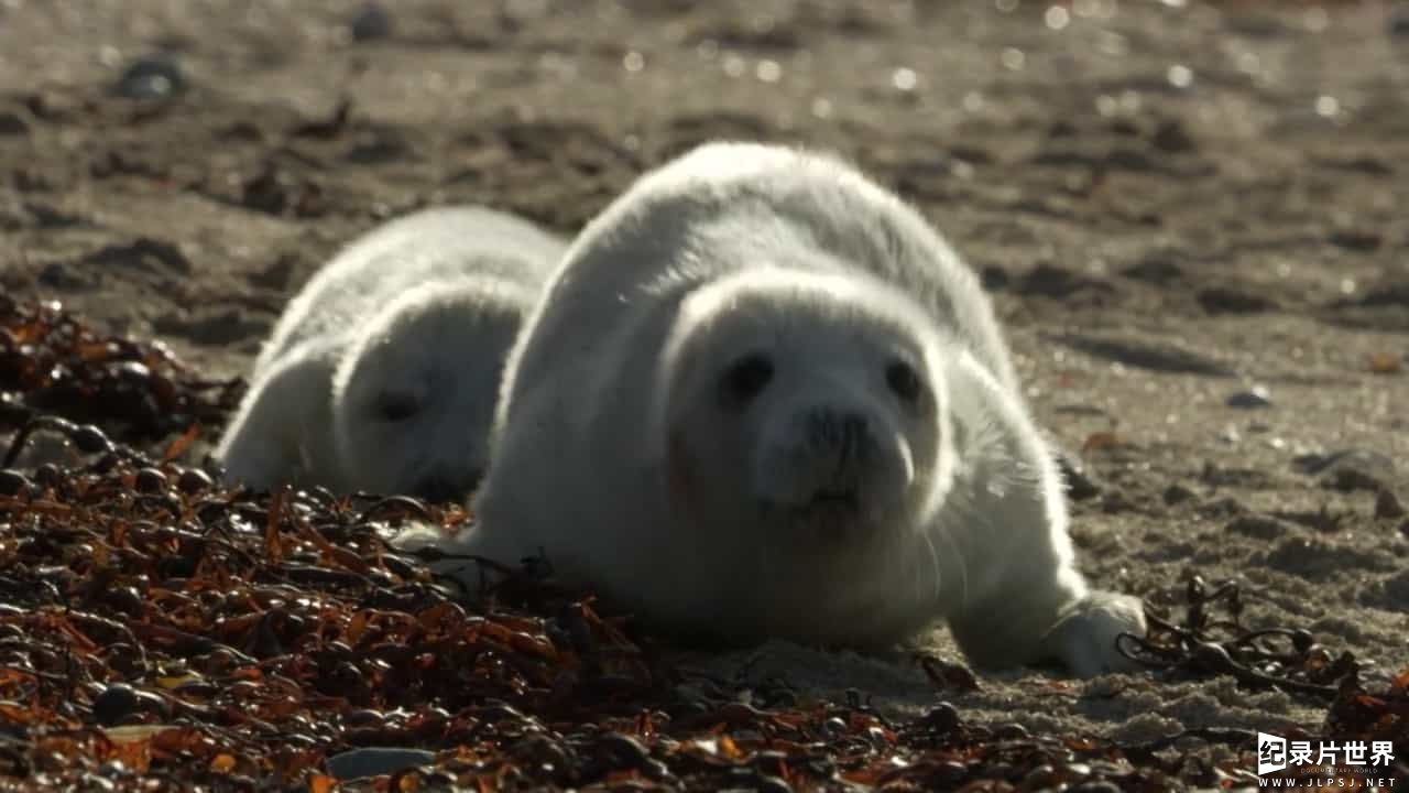 BBC纪录片《赫布里底群岛 边海之岛 Hebrides Islands on the Edge》全4集