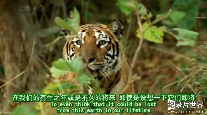BBC纪录片《老虎失落之地 Lost Land Of The Tiger》全3集 