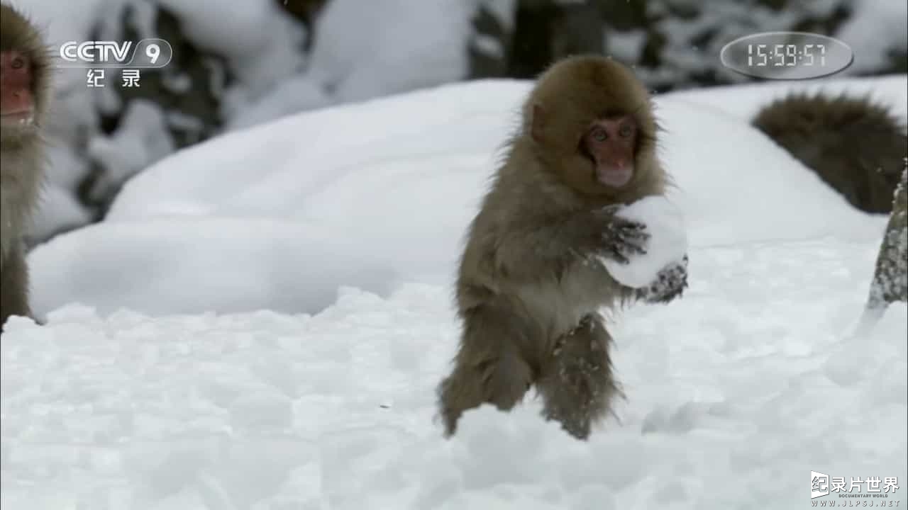 BBC纪录片/央视引进版 《雪地宝宝 Snow Babies》全1集