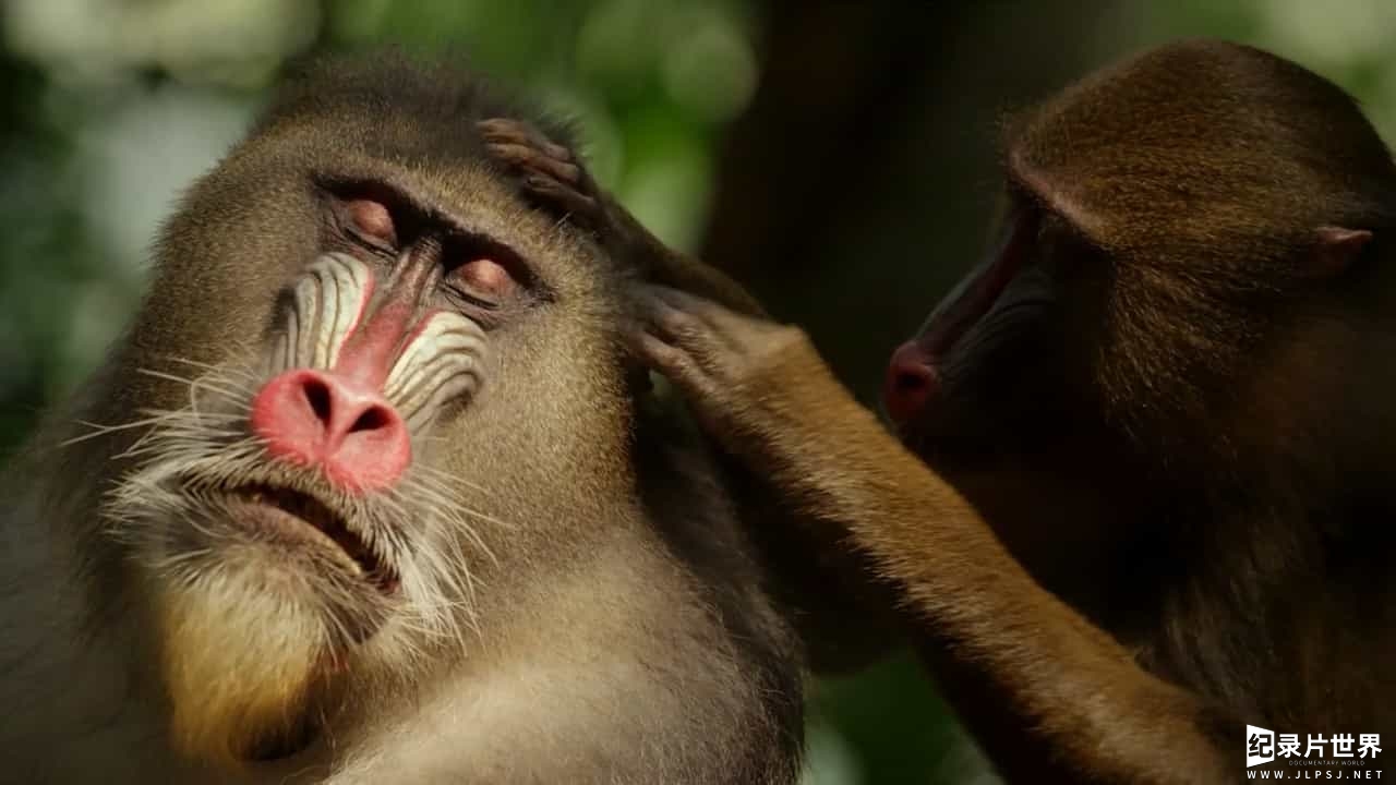 BBC纪录片《灵长星球/猩猿星球 Monkey Planet》全3集