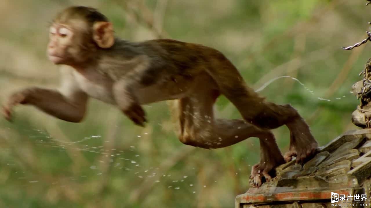 BBC纪录片《灵长星球/猩猿星球 Monkey Planet》全3集
