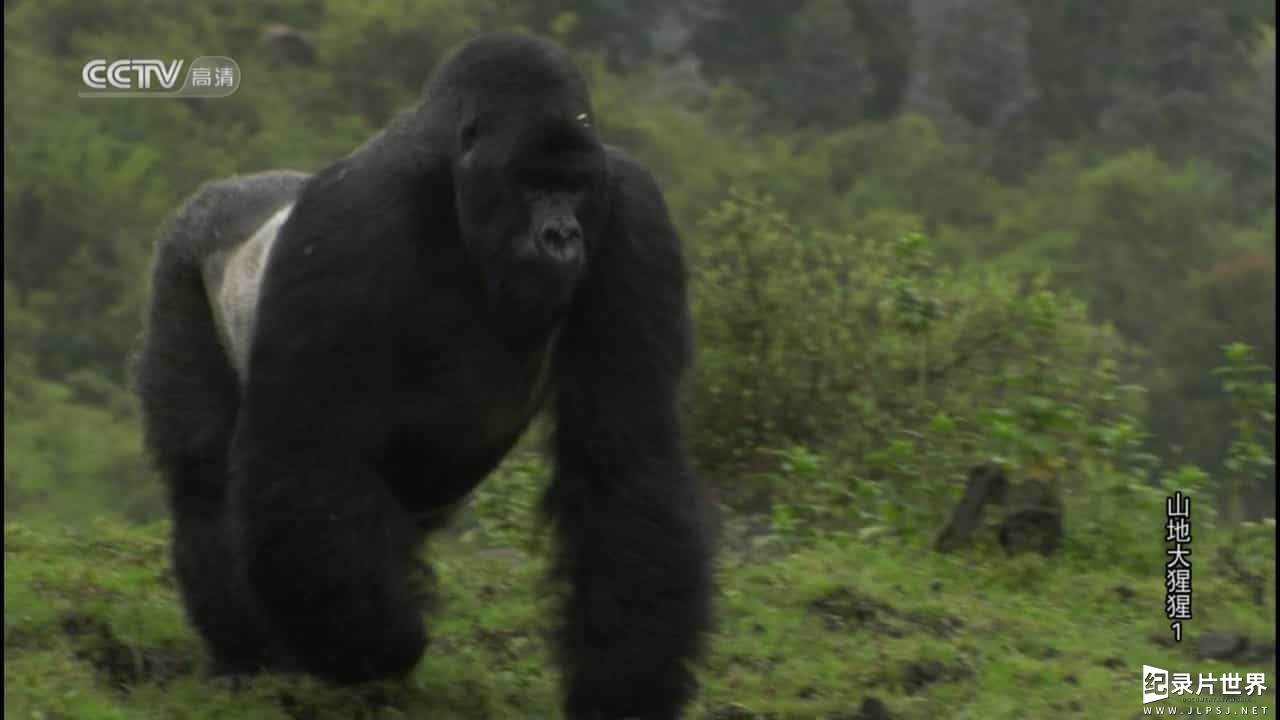 BBC纪录片《山地大猩猩 Mountain Gorilla》全3集