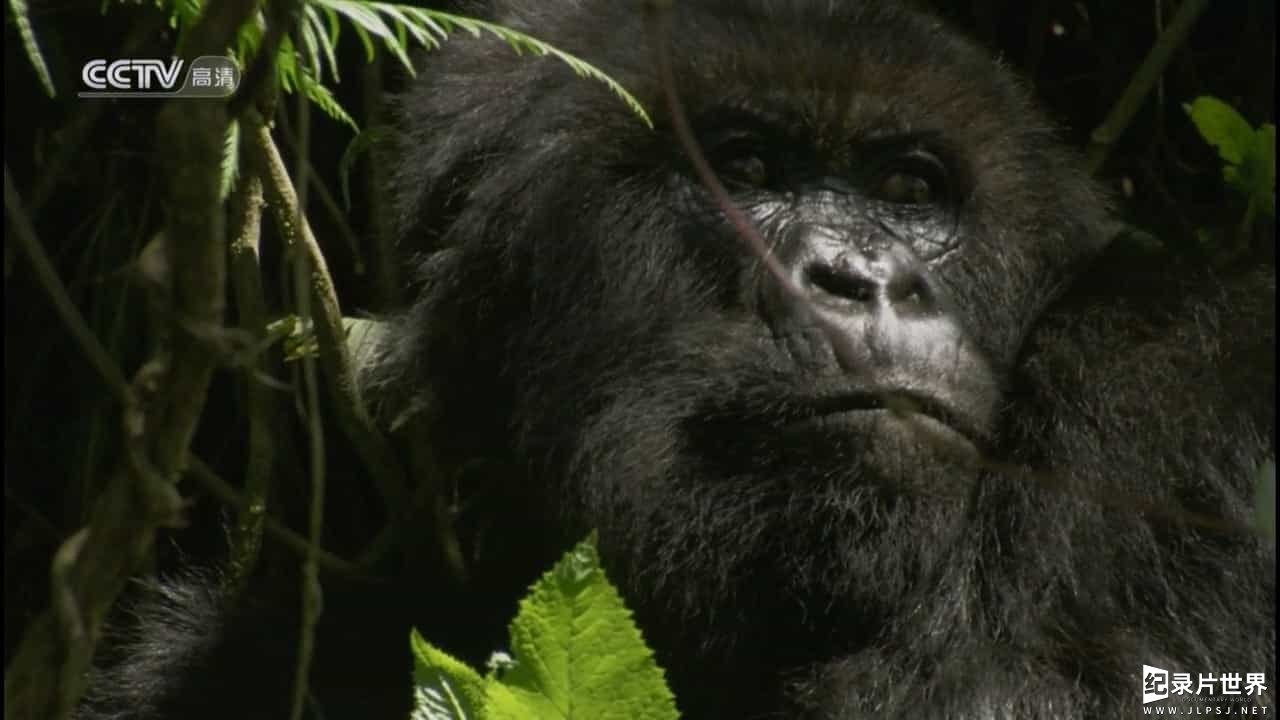 BBC纪录片《山地大猩猩 Mountain Gorilla》全3集