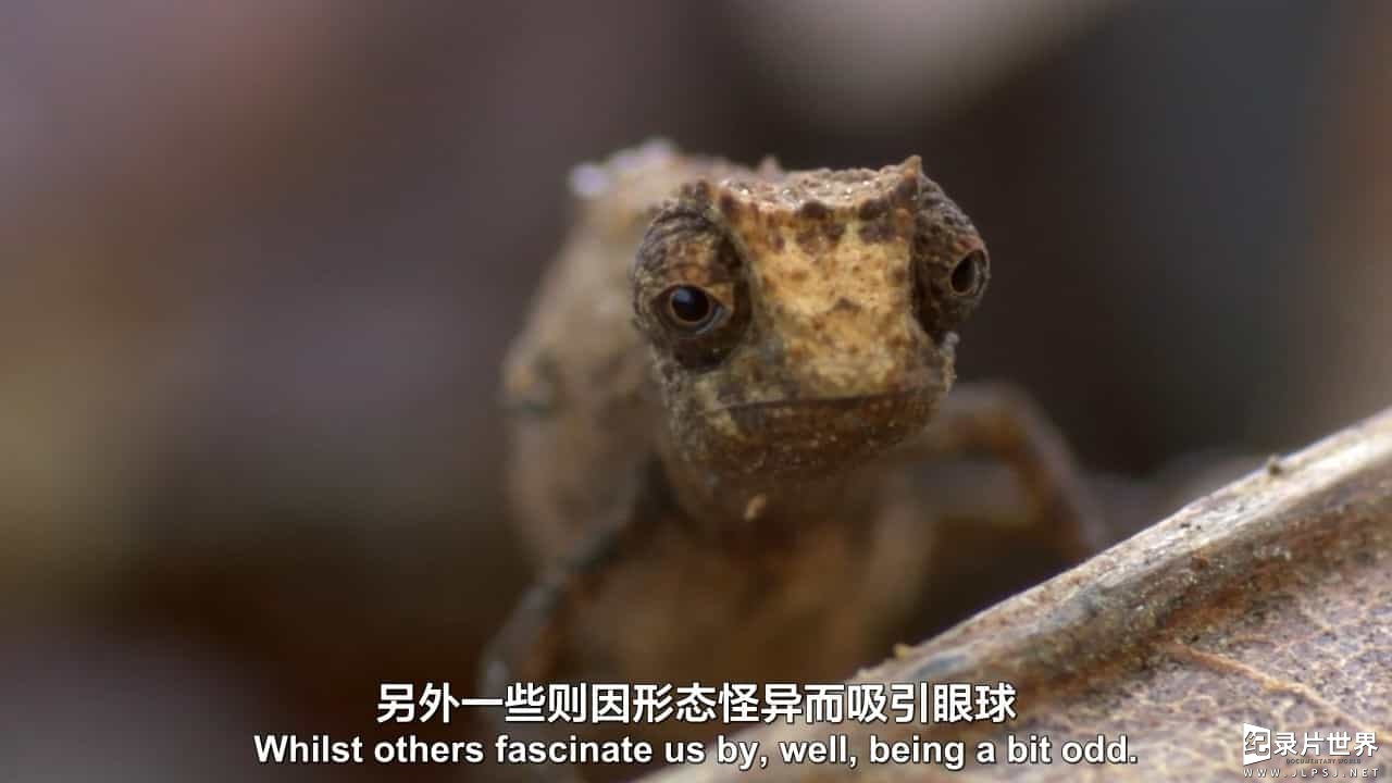 BBC纪录片《自然界的奇葩 Nature’s Misfits》全1集