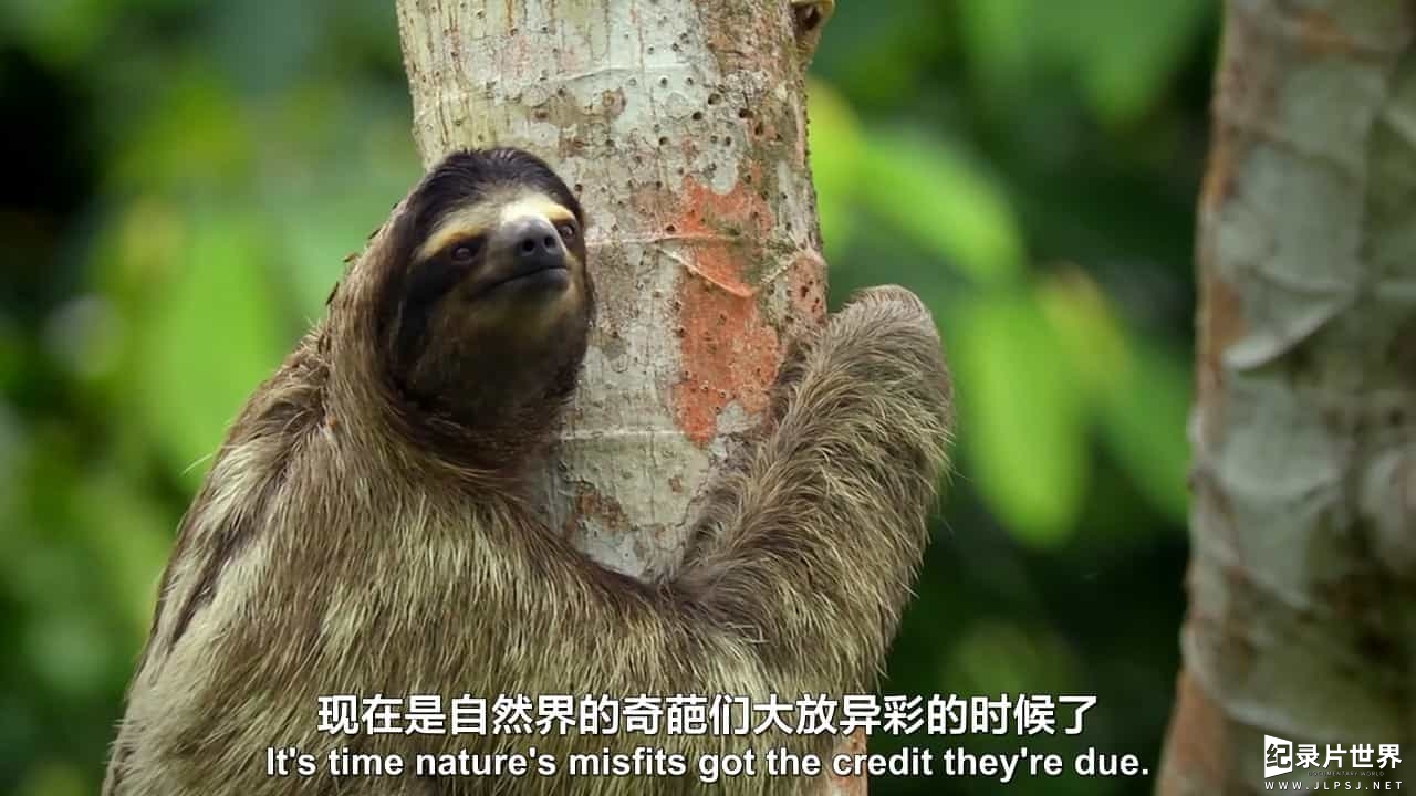 BBC纪录片《自然界的奇葩 Nature’s Misfits》全1集