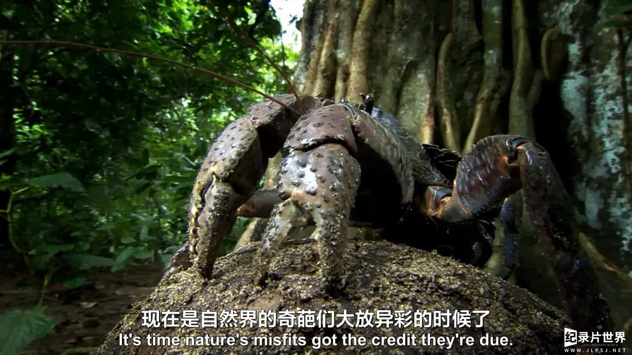 BBC纪录片《自然界的奇葩 Nature’s Misfits》全1集