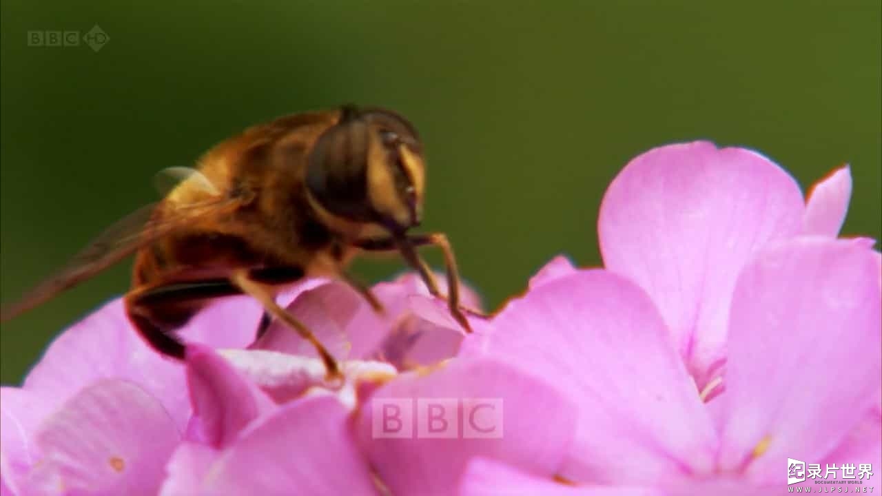 BBC纪录片《蜜蜂 蝴蝶和鲜花 Bees Butterflies and Blooms》全3集