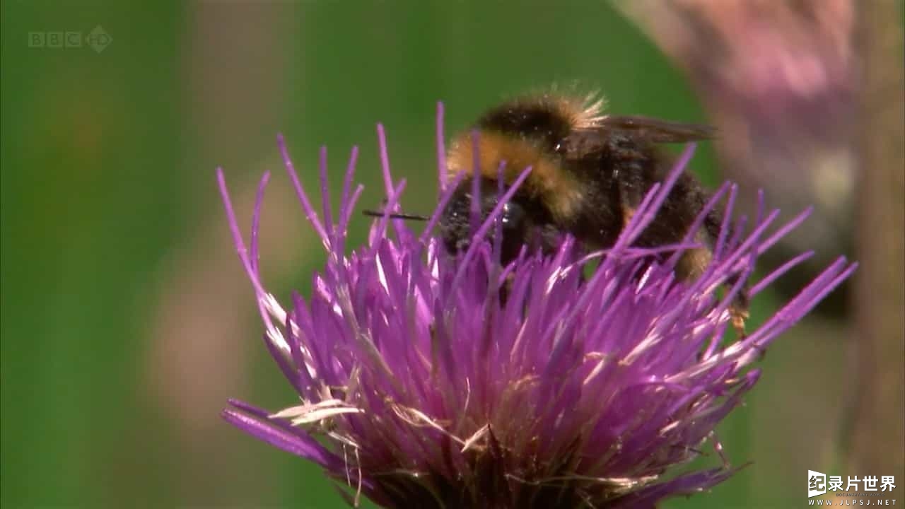 BBC纪录片《蜜蜂 蝴蝶和鲜花 Bees Butterflies and Blooms》全3集