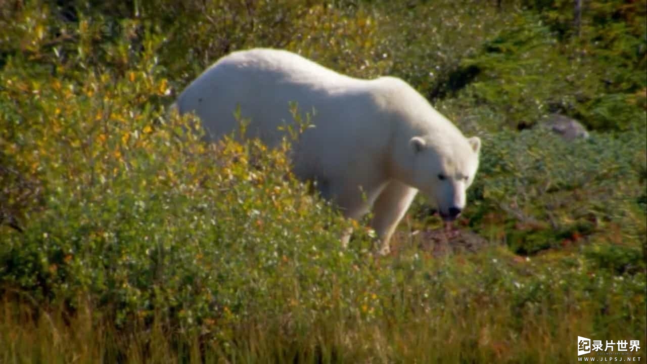 BBC纪录片《雷·米尔斯穿越北方荒野/北方荒野 Ray Mears' Northern Wilderness》全6集