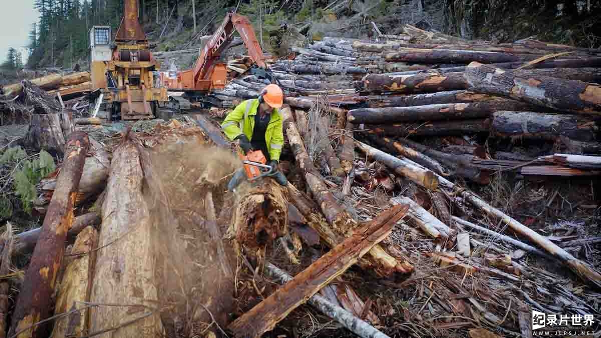 加拿大纪录片《终极伐木达人 Big Timber 2020》第1季