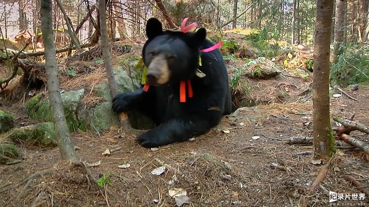 BBC纪录片《被悬赏的熊/自然世界：被悬赏的熊 A Bear with a Bounty》全1集