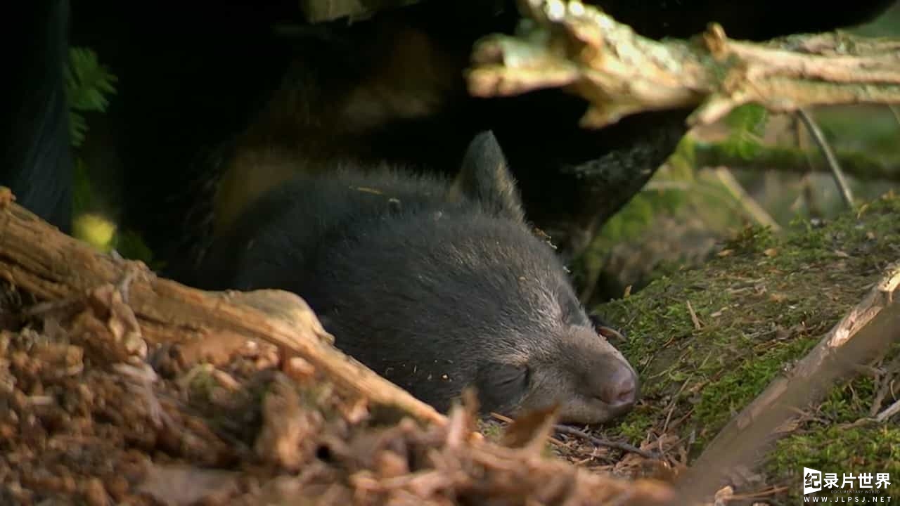 BBC纪录片《被悬赏的熊/自然世界：被悬赏的熊 A Bear with a Bounty》全1集