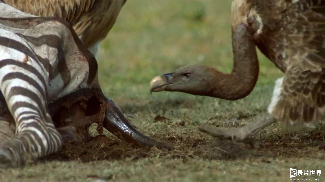BBC纪录片《秃鹫：野兽之美 Vultures Beauty in the Beast 2016》全1集 