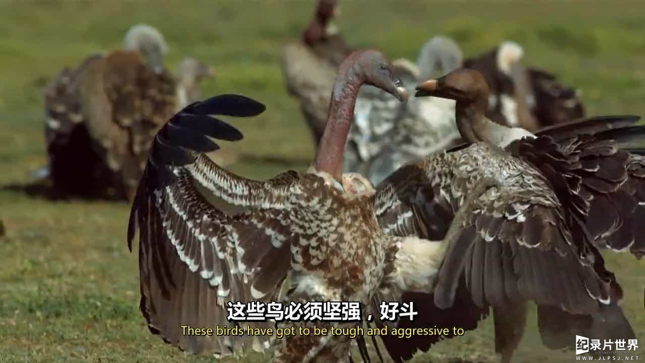 BBC纪录片《秃鹫：野兽之美 Vultures Beauty in the Beast 2016》全1集 