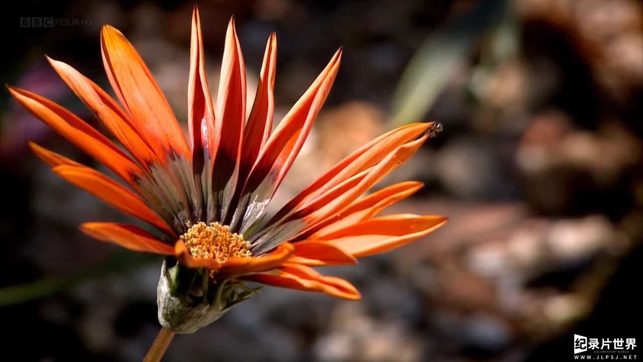 BBC纪录片《希德蔻特四季花园 Hidcote A Garden for All Seasons》全1集