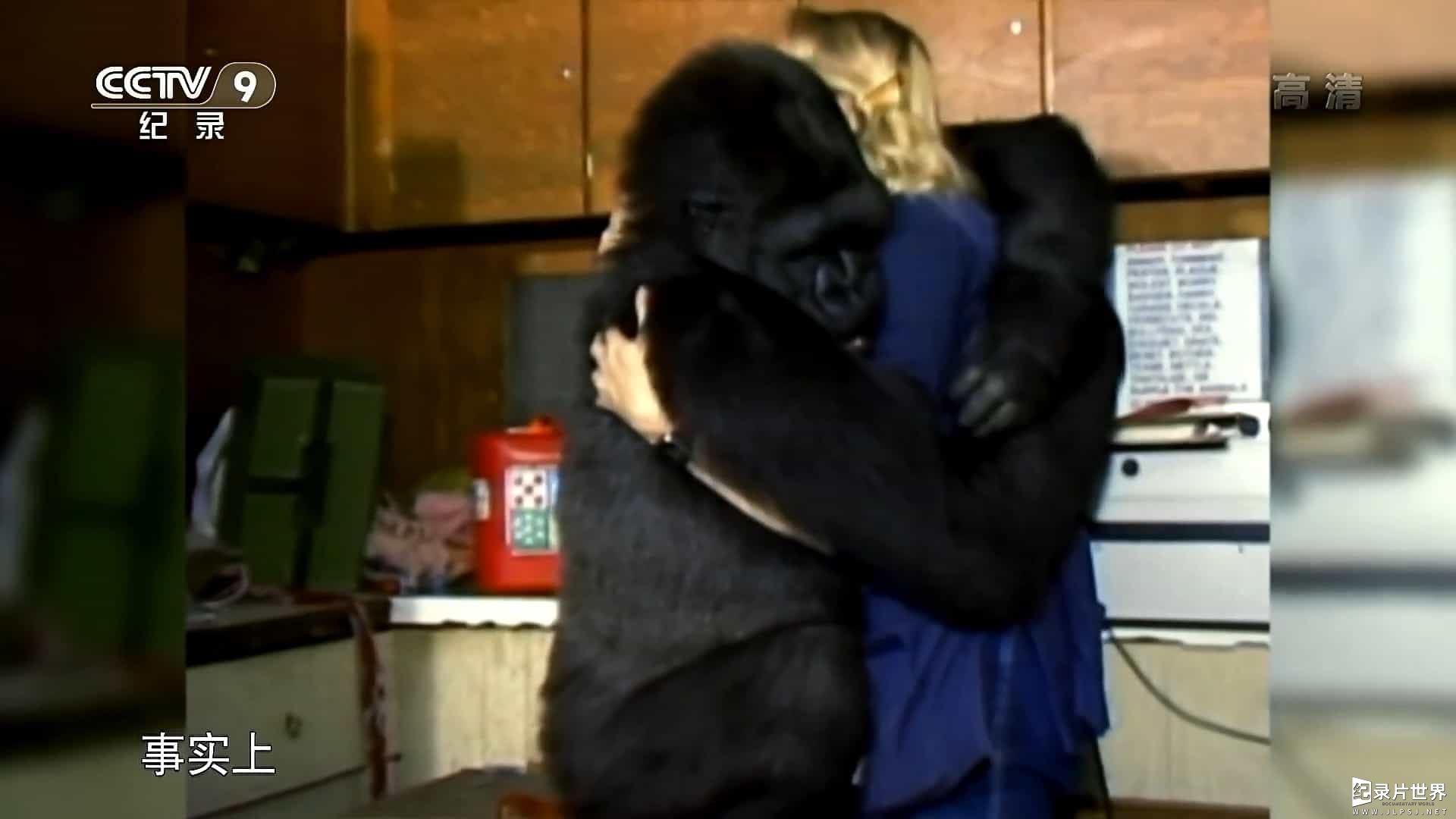 BBC纪录片《可可: 会与人类交流的猩猩/科科：与人类交谈的大猩猩 Koko: The Gorilla who Talks to People 2016》全1集 