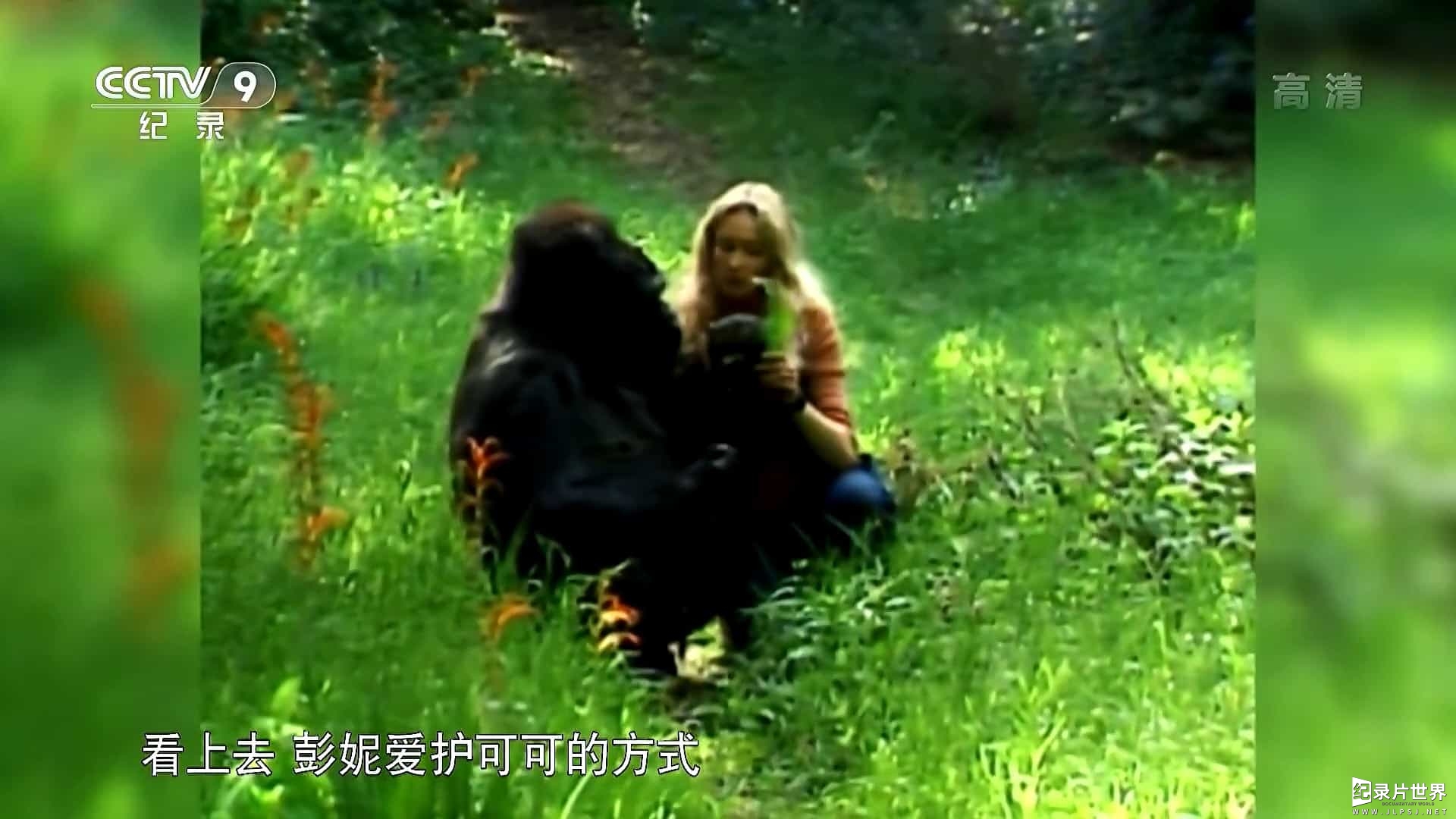 BBC纪录片《可可: 会与人类交流的猩猩/科科：与人类交谈的大猩猩 Koko: The Gorilla who Talks to People 2016》全1集 