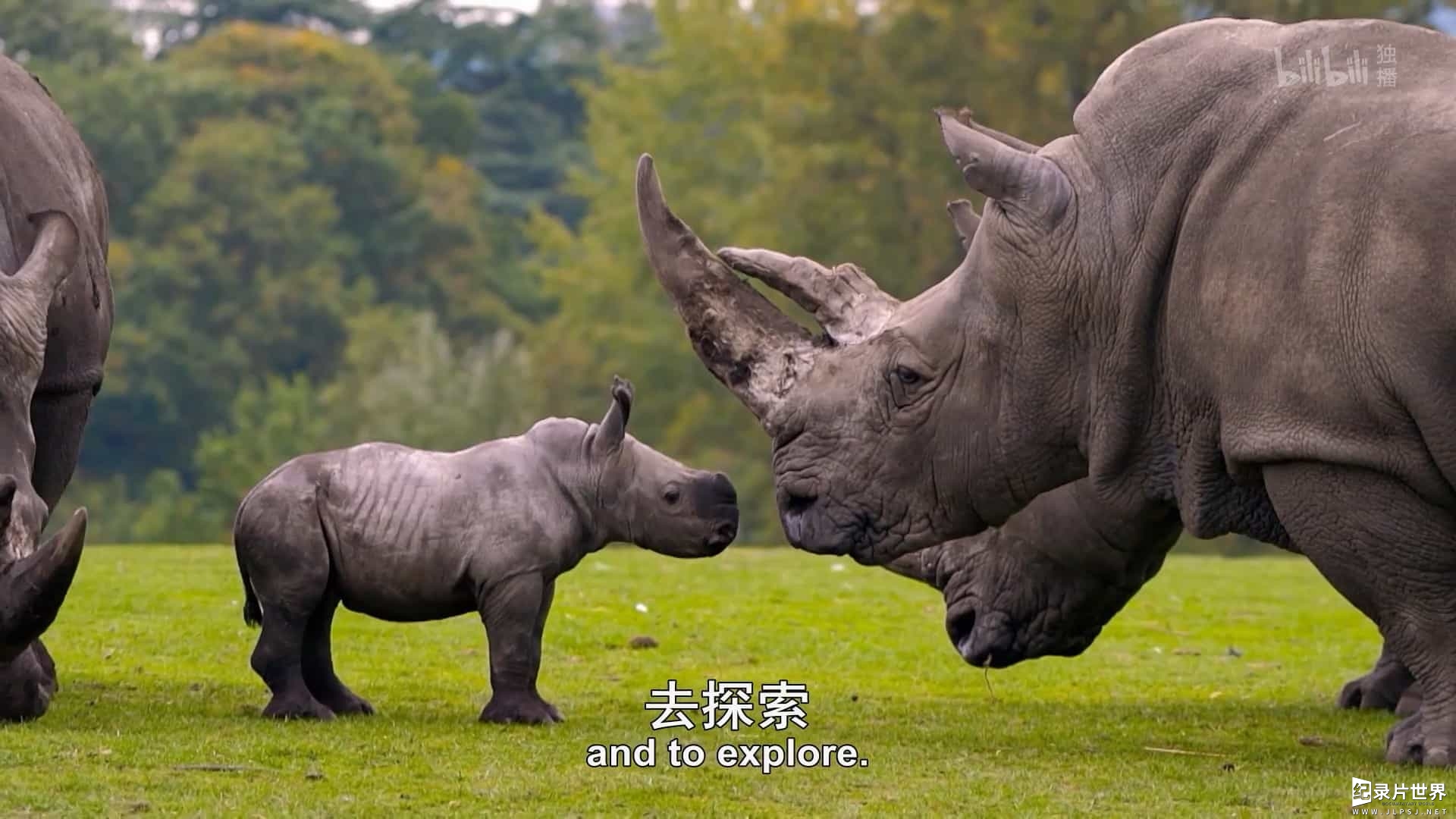 BBC纪录片《可爱的小崽子们/动物宝宝的奇妙世界 The Wonderful World of Baby Animals 2019》全6集