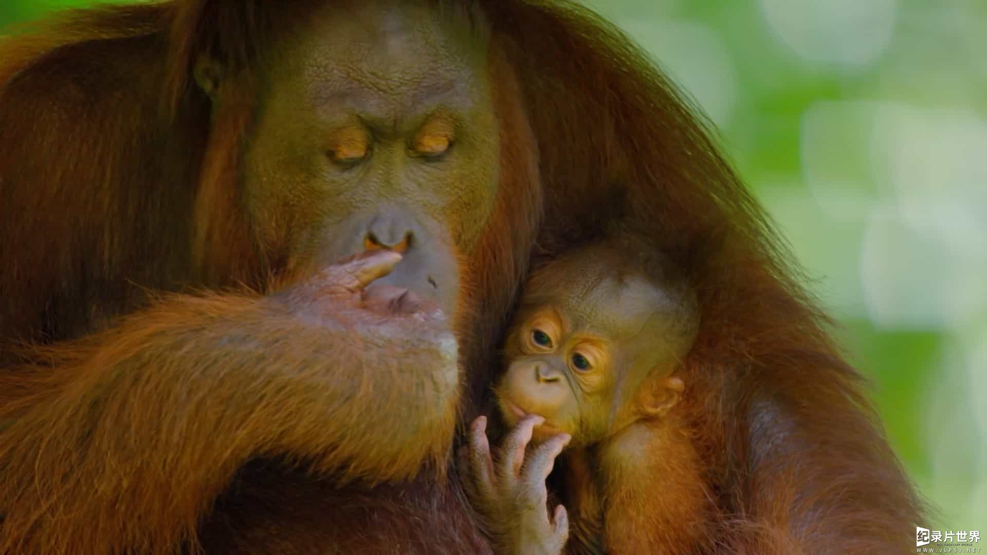 BBC纪录片《蓝星热带岛屿/地球热带岛屿之旅 Earths Tropical Islands 2020》全3集