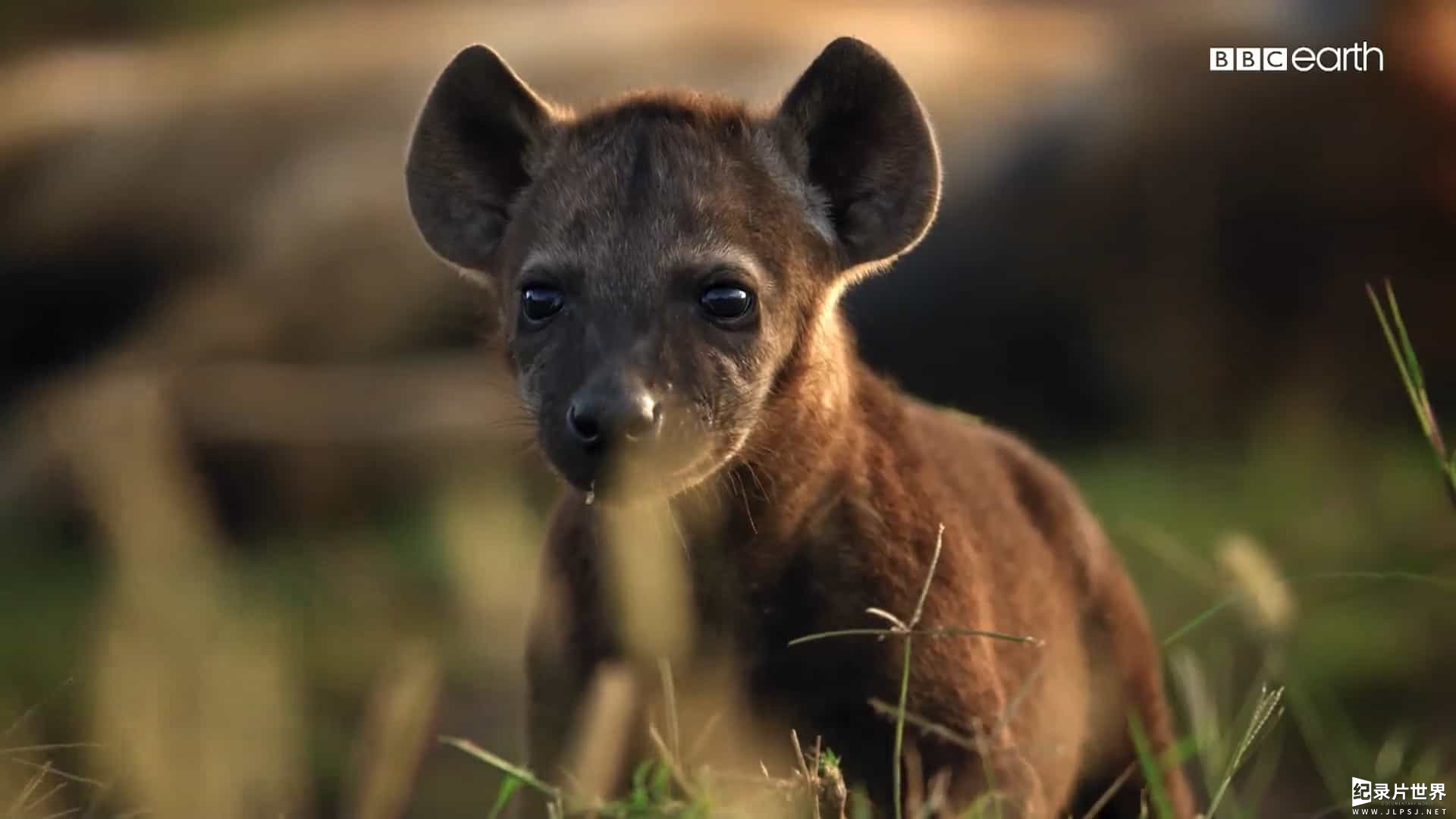 BBC纪录片《萌宝出生第一年 Animal Babies: First Year on Earth 2019》全3集