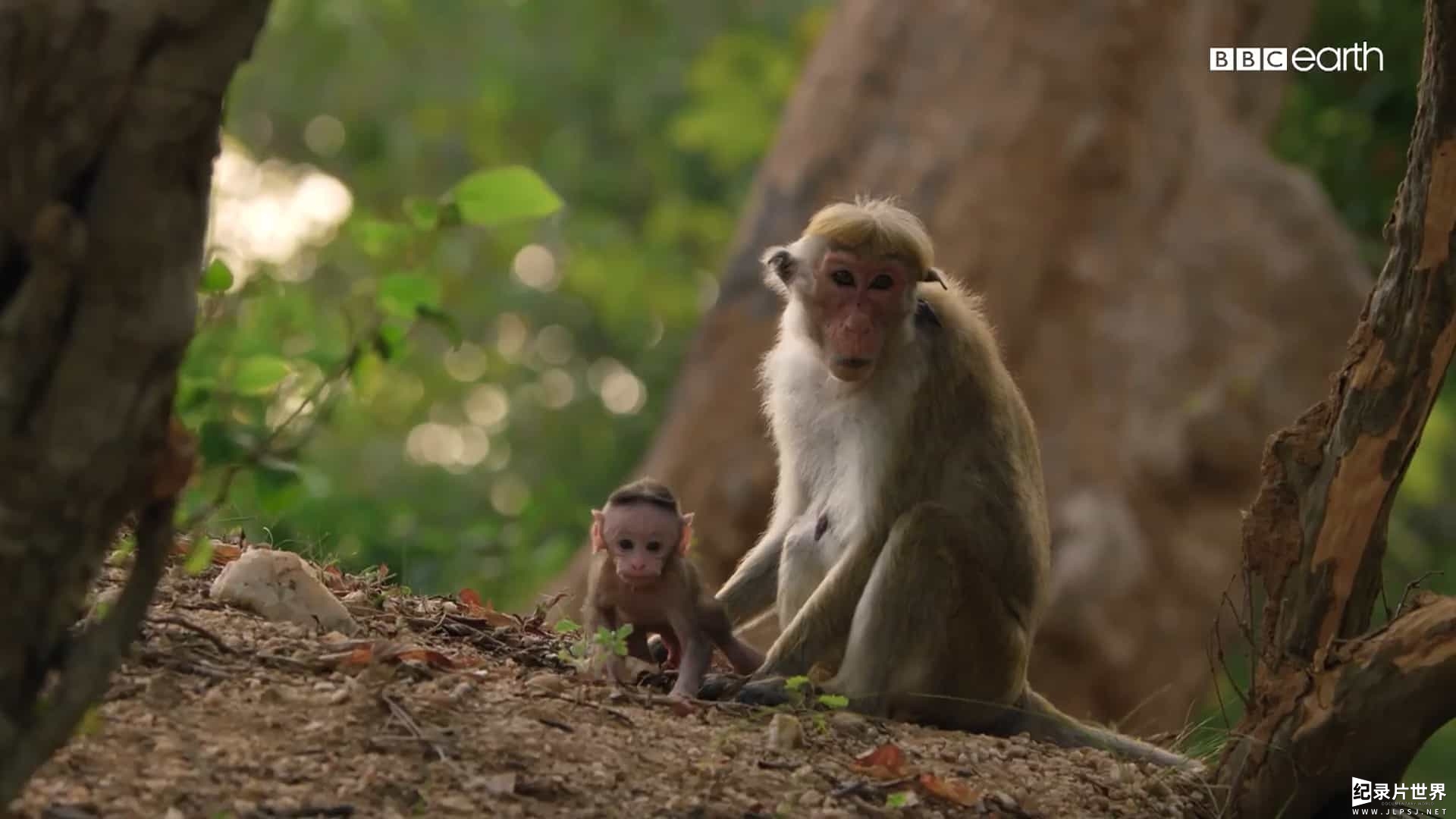 BBC纪录片《萌宝出生第一年 Animal Babies: First Year on Earth 2019》全3集