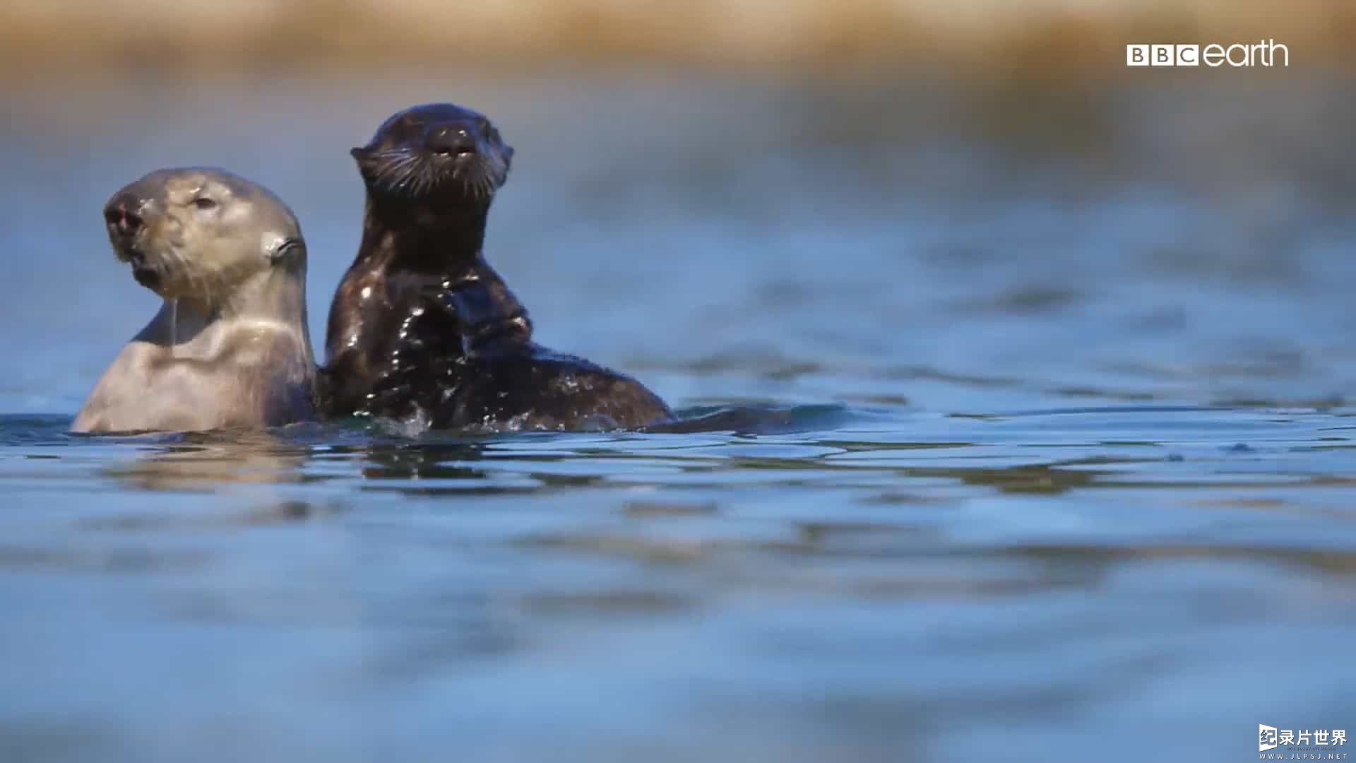 BBC纪录片《萌宝出生第一年 Animal Babies: First Year on Earth 2019》全3集