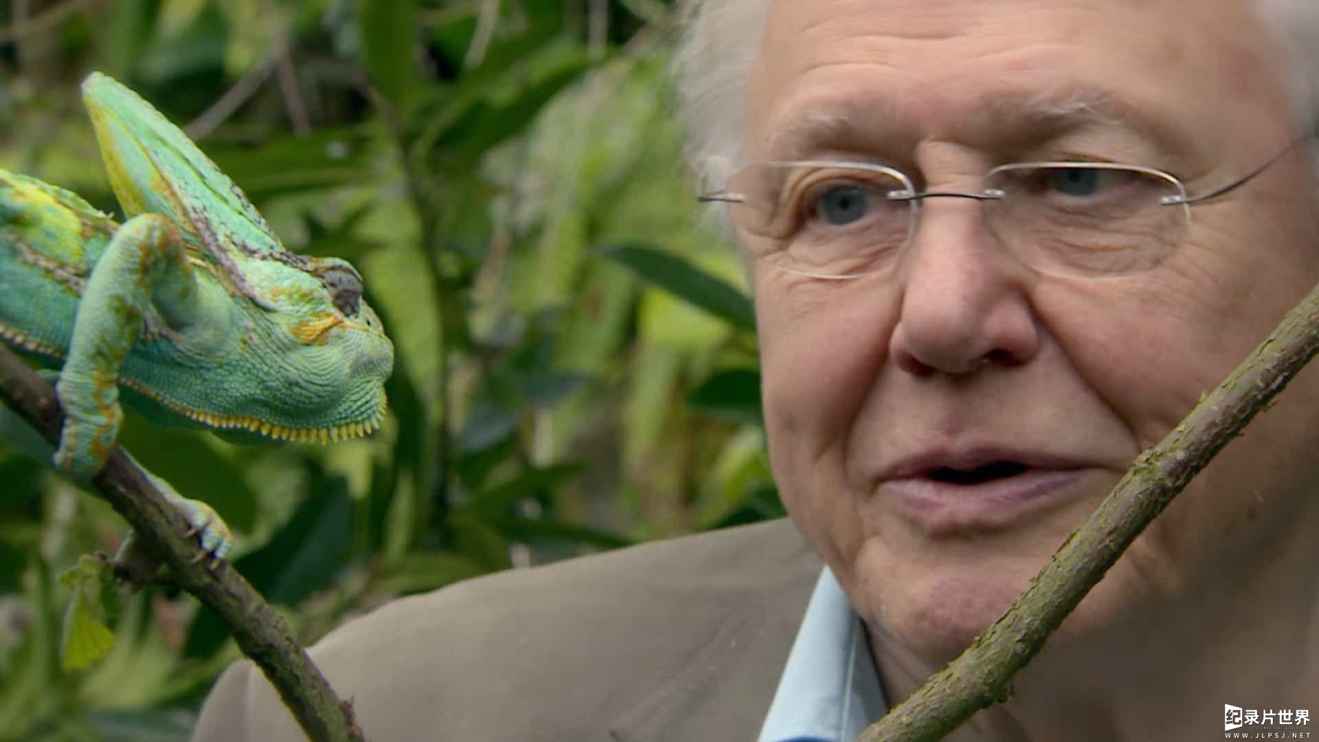 BBC纪录片《自然趣闻 David Attenborough's Natural Curiosities 2013》第1季 全5集