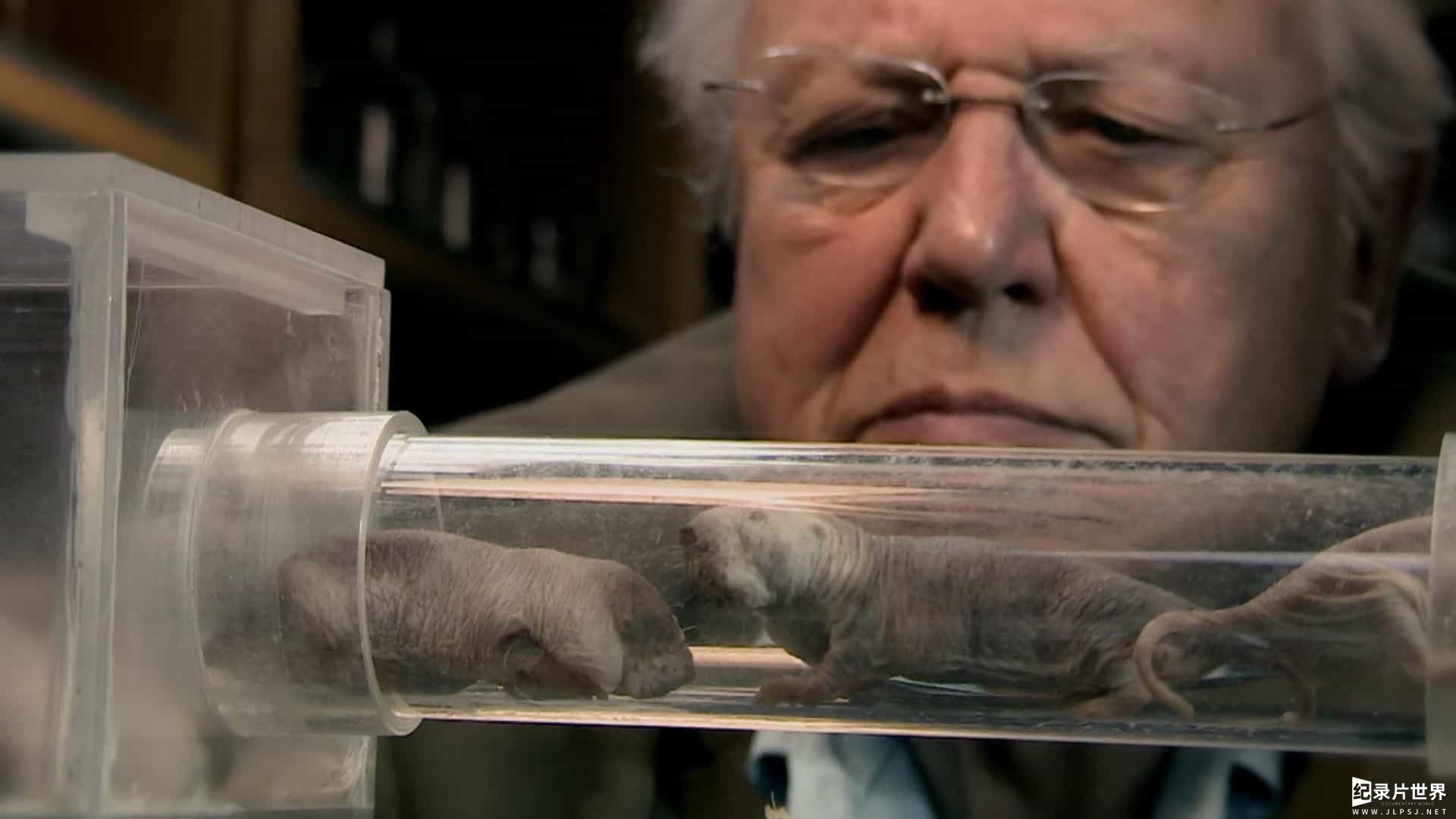 BBC纪录片《自然趣闻 David Attenborough's Natural Curiosities 2013》第1季 全5集