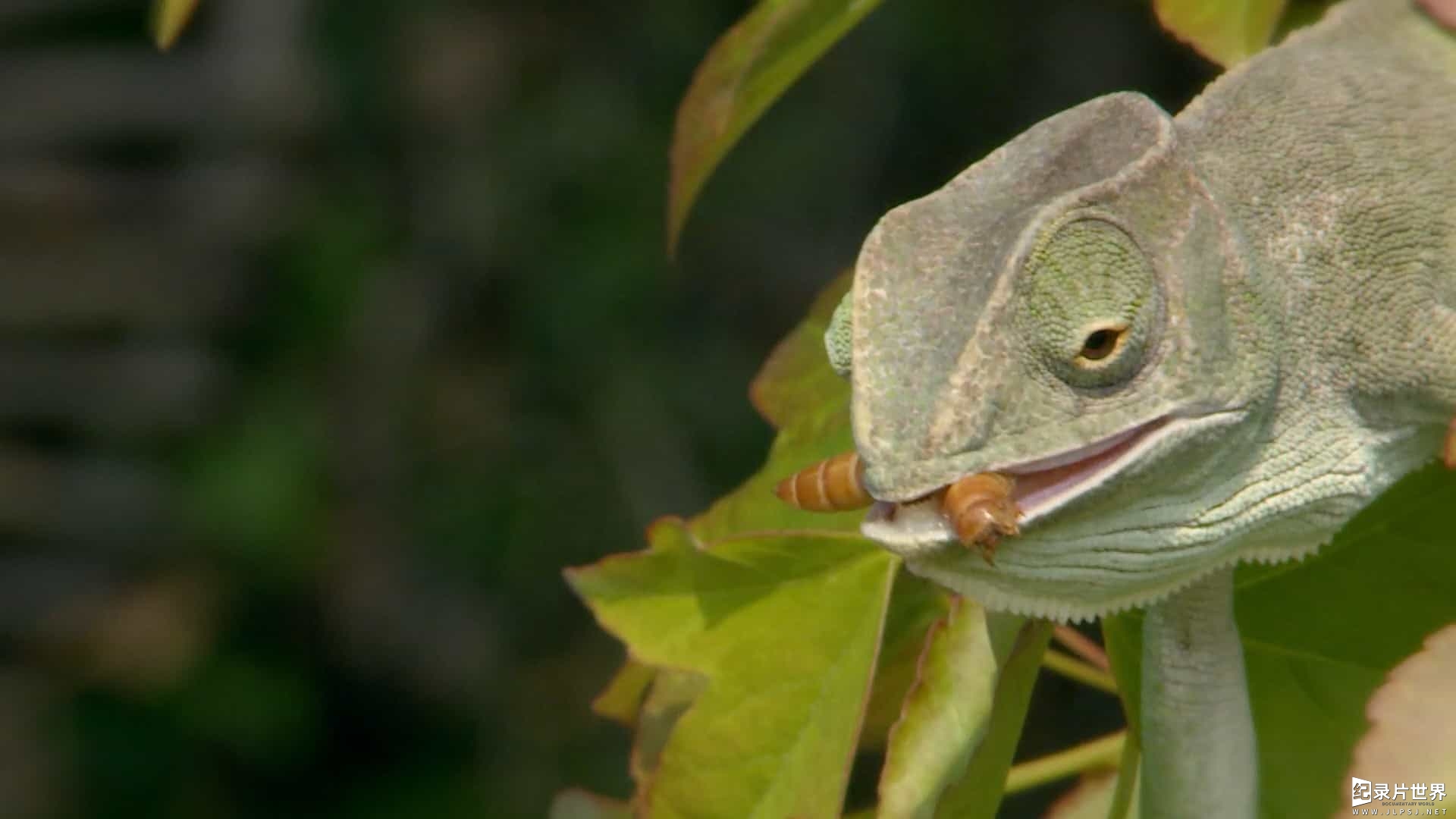 BBC纪录片《自然趣闻 David Attenborough's Natural Curiosities 2013》第1季 全5集