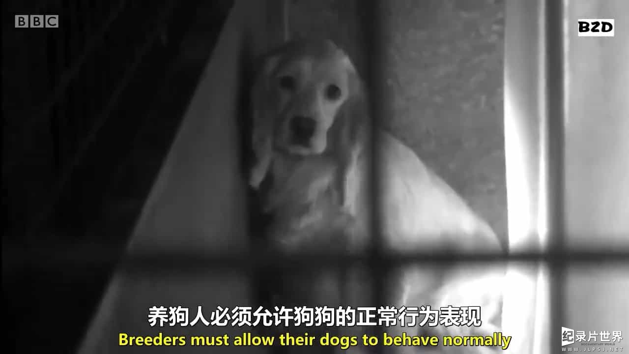 BBC纪录片《揭秘英国狗贩的罪行 Britains Puppy Dealers Exposed 2016》全1集 