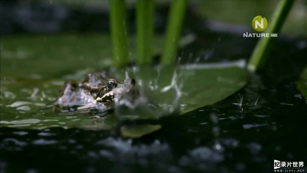 BBC纪录片《泛滥森林的秘密/长河绝色 Secrets of the Flooded Forest 2015》全1集