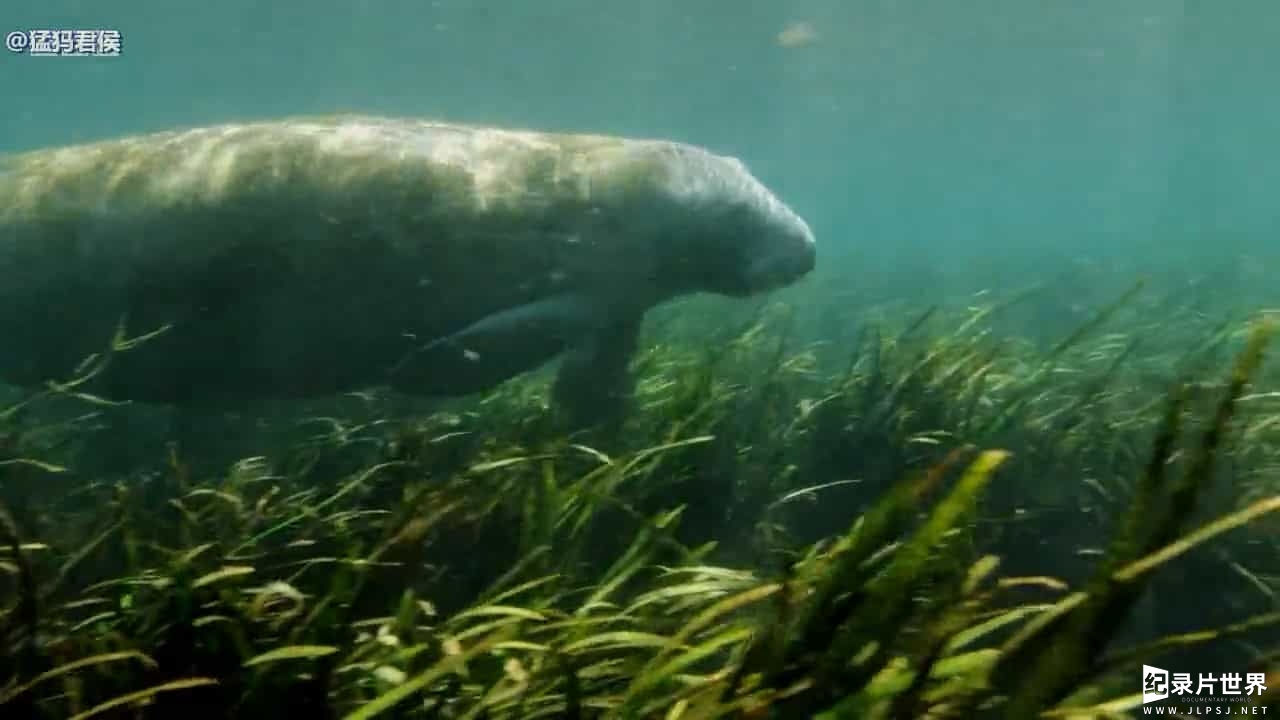 BBC纪录片《佛罗里达：美国动物天堂 Florida America's Animal Paradise 2019》全1集