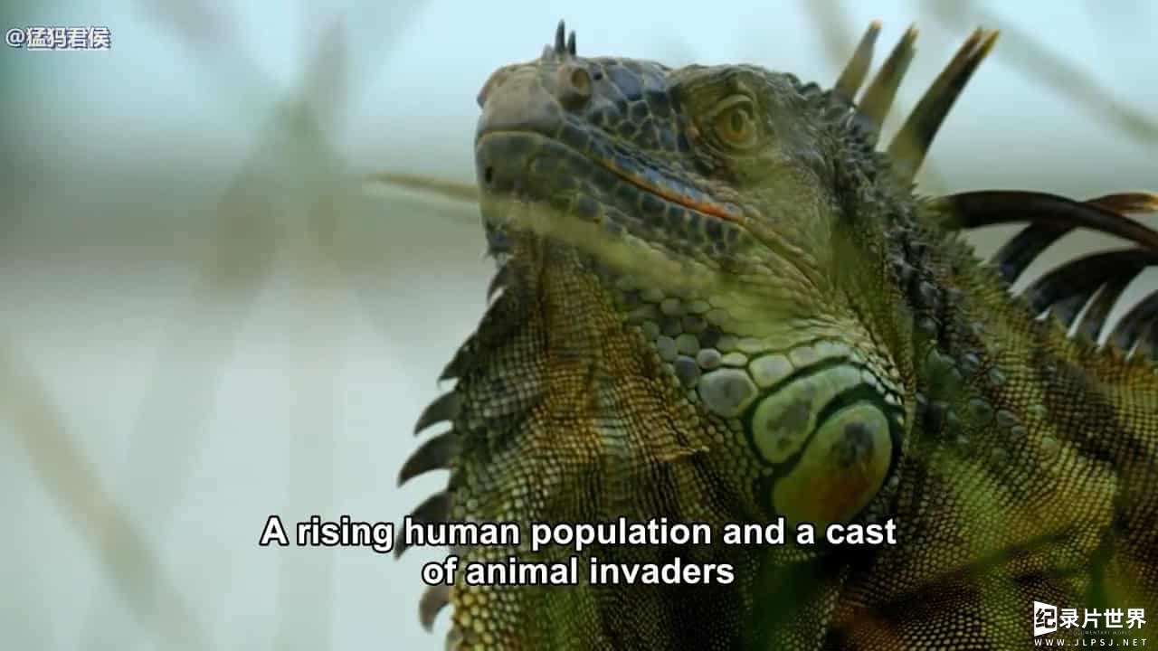 BBC纪录片《佛罗里达：美国动物天堂 Florida America's Animal Paradise 2019》全1集