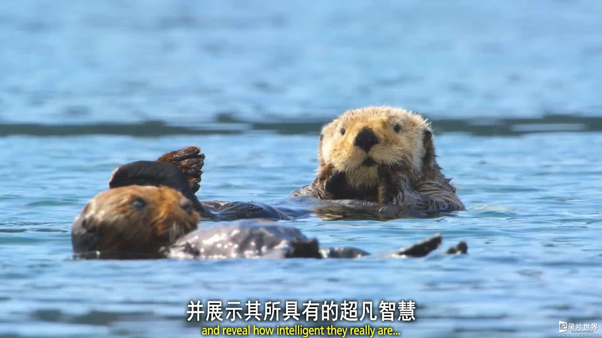 BBC纪录片《荒野间谍/动物卧底 Spy in the Wild 2017》第1-2季