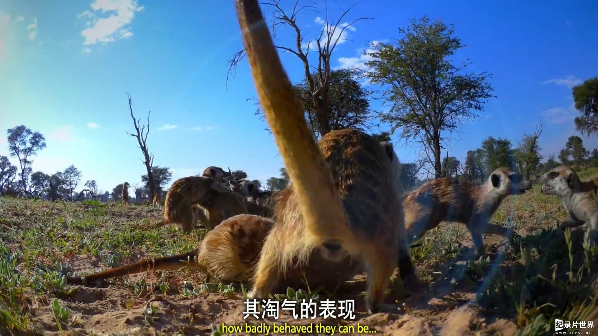 BBC纪录片《荒野间谍/动物卧底 Spy in the Wild 2017》第1-2季