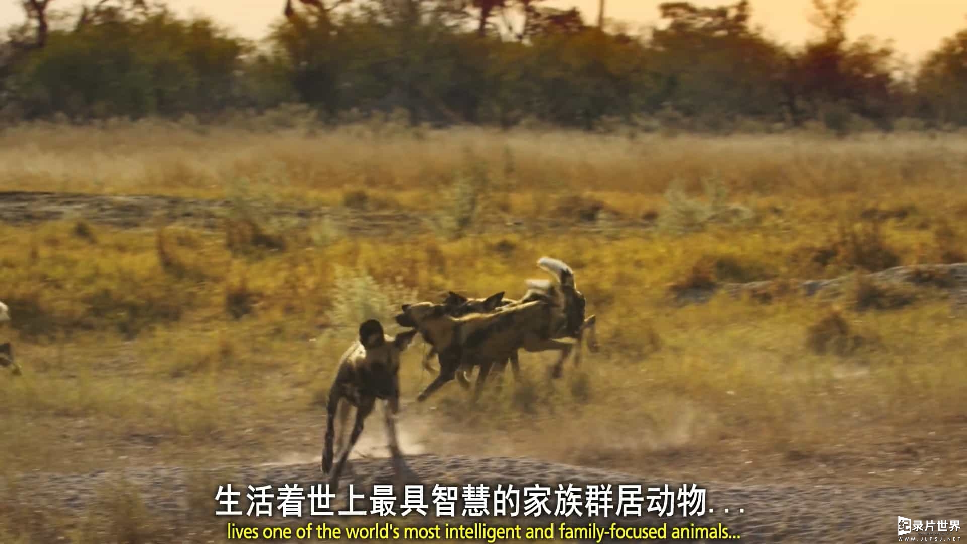 BBC纪录片《荒野间谍/动物卧底 Spy in the Wild 2017》第1-2季