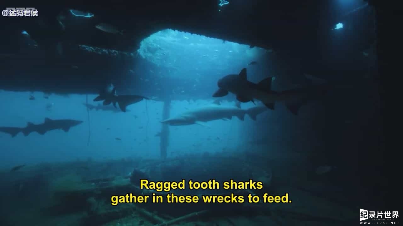 BBC纪录片《鲨鱼：揭秘水下猛兽 Shark Beneath the Surface 2015》全3集 