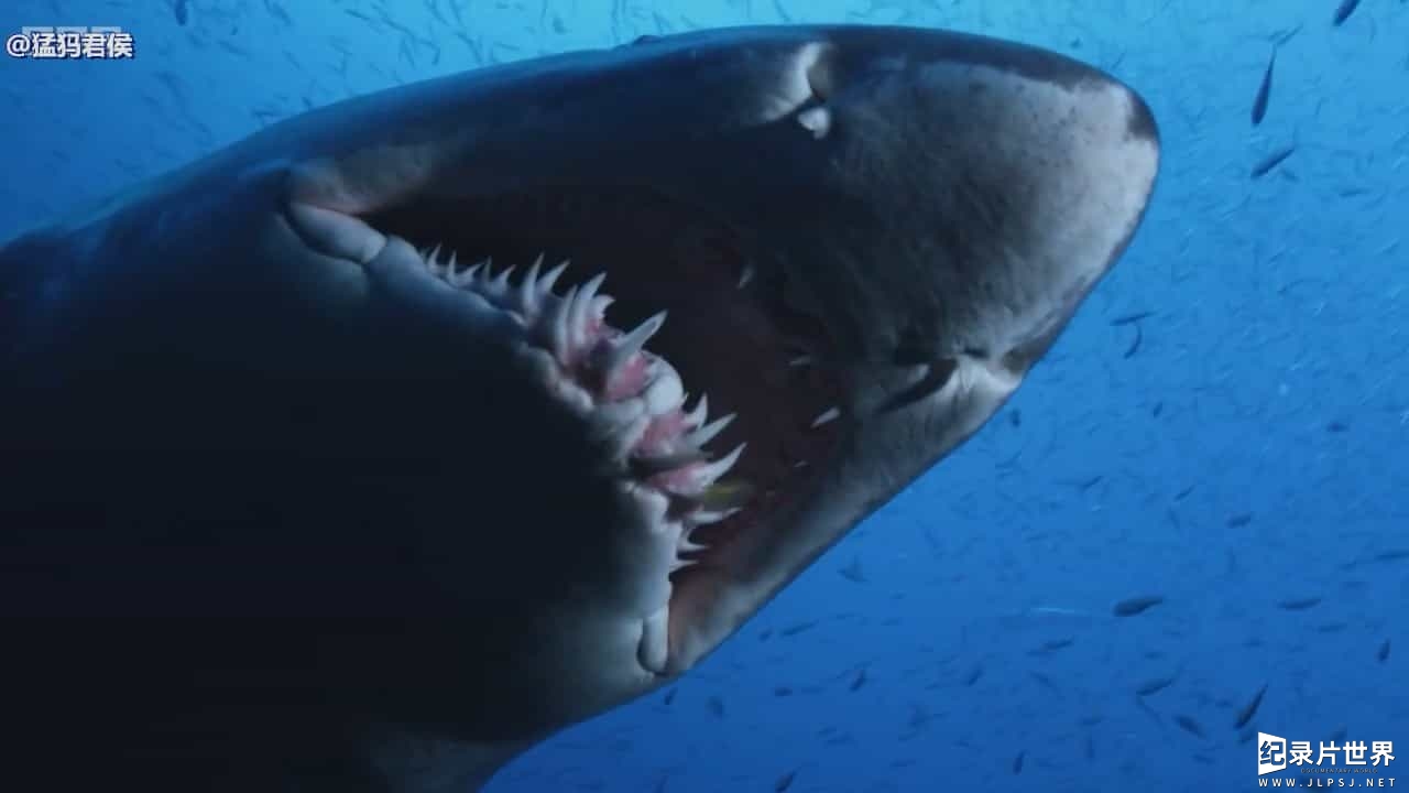 BBC纪录片《鲨鱼：揭秘水下猛兽 Shark Beneath the Surface 2015》全3集 