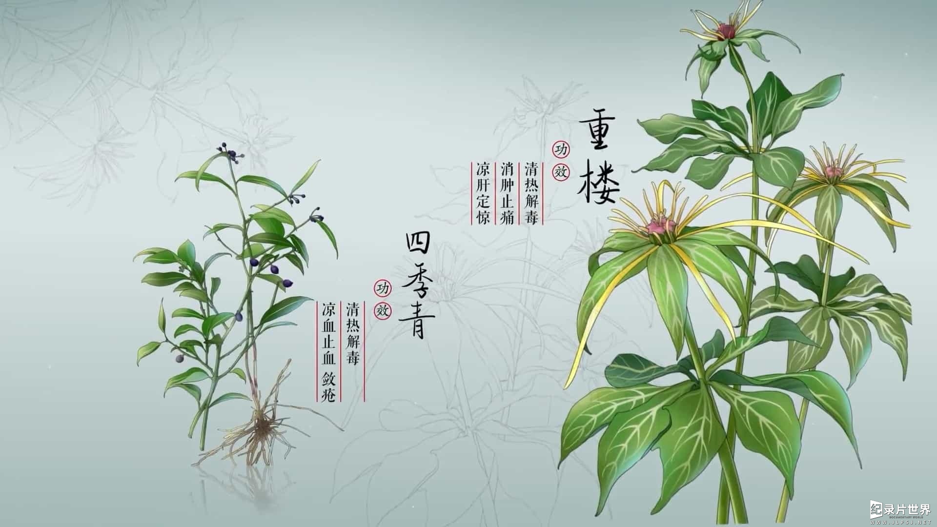 中医纪录片《滇南本草 2021》全5集