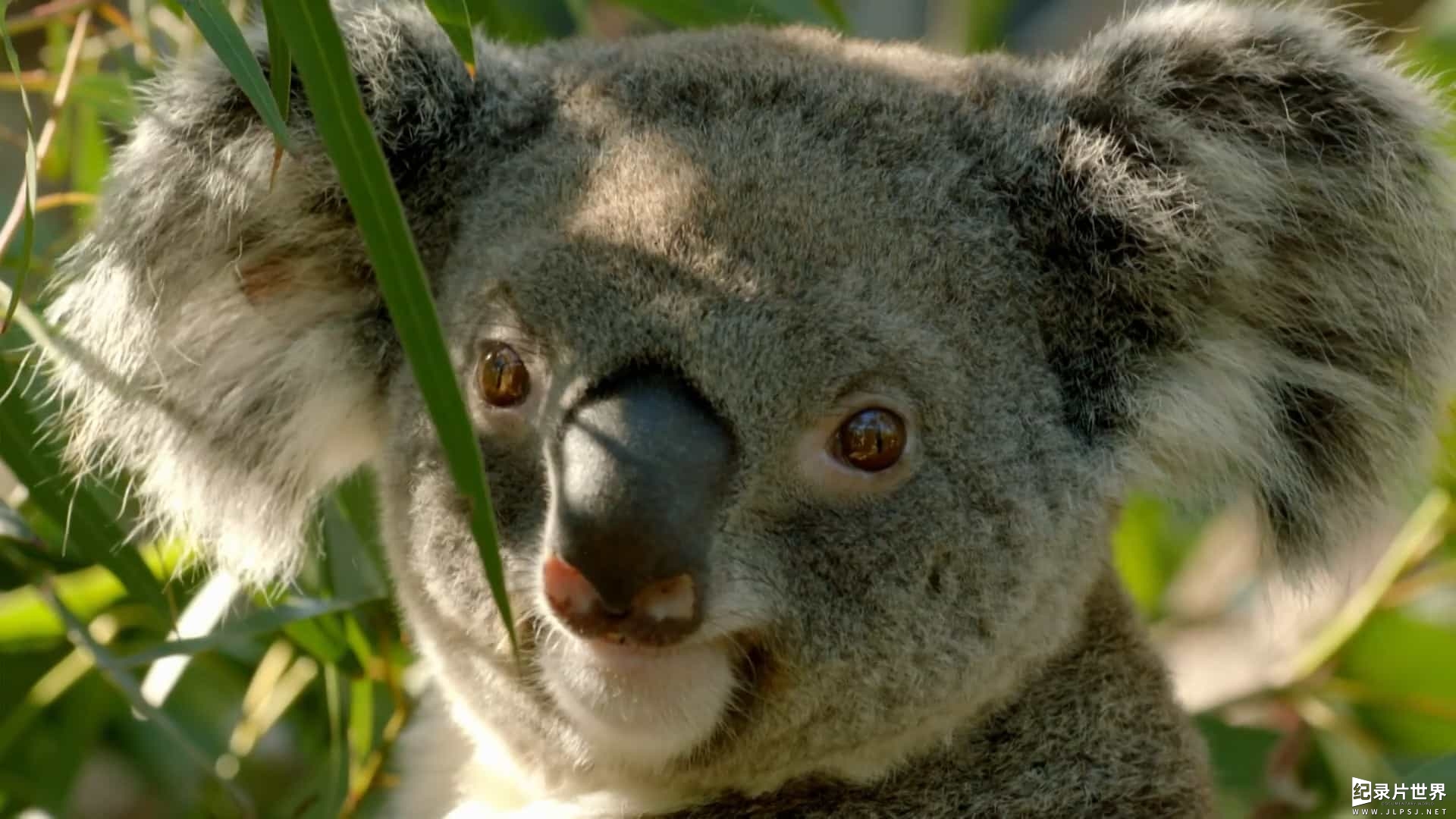 BBC纪录片《澳大利亚：地球魔幻王国/绿野仙澳  Australia: Earth's Magical Kingdom 2019》全3集