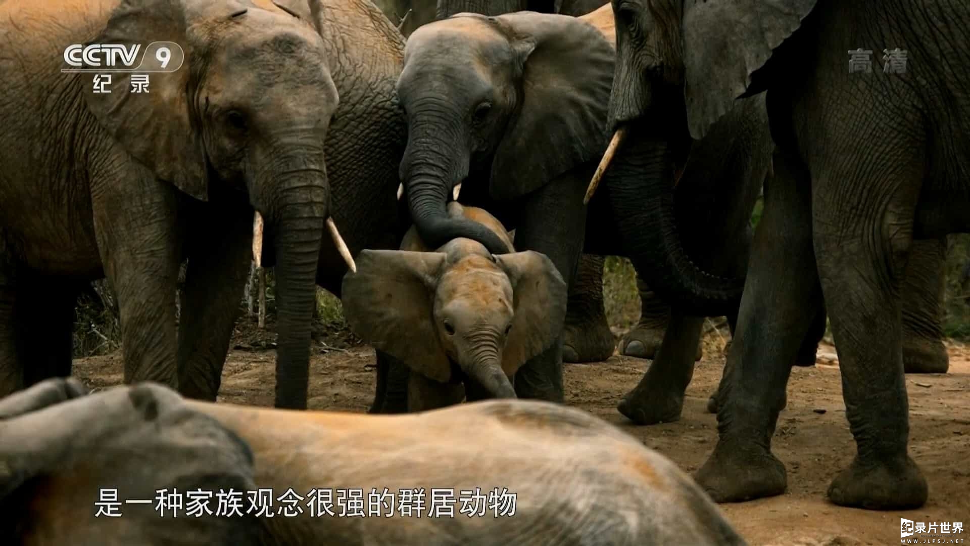 BBC纪录片《大象一家和我/非洲象家族与我 Gordon Buchanan Elephant Family Me 2016》全2集