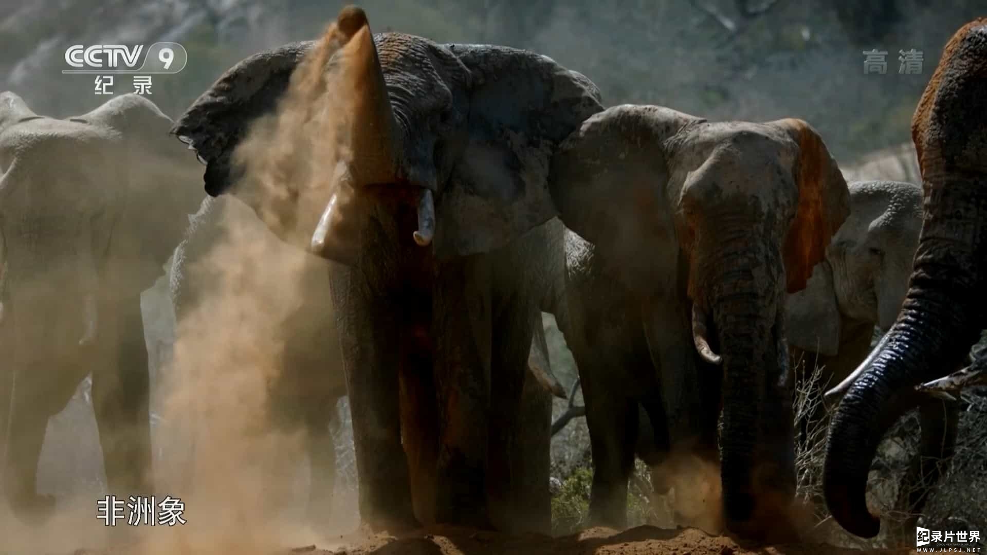 BBC纪录片《大象一家和我/非洲象家族与我 Gordon Buchanan Elephant Family Me 2016》全2集