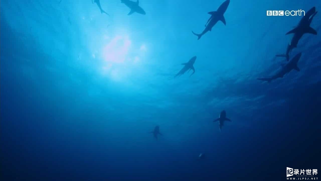 BBC纪录片《蓝色星球直播 Blue Planet Live 2019》全4集