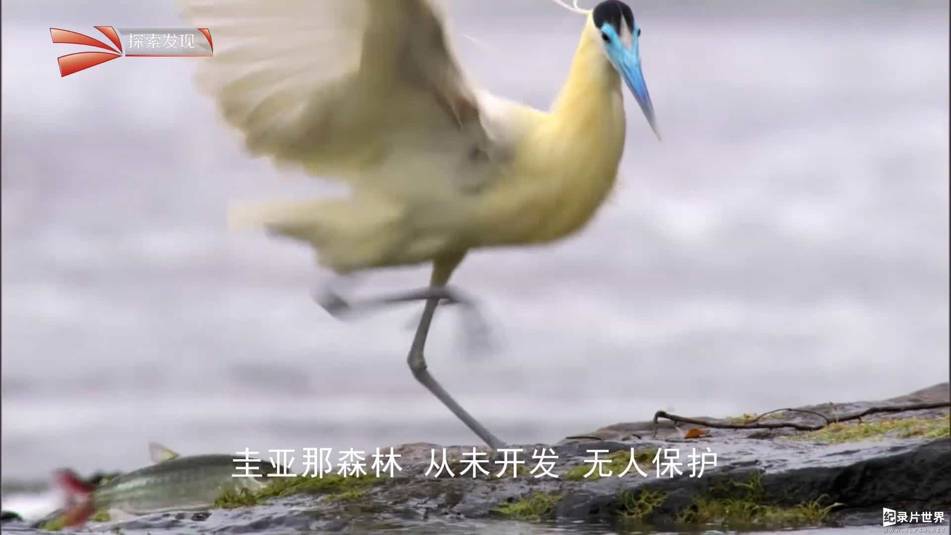 BBC纪录片《探索圭亚那 Expedition Guyana 2015》全3集