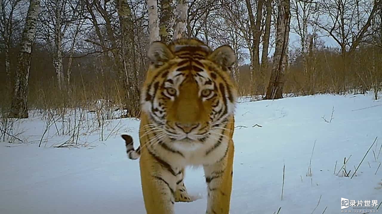 BBC纪录片《雪虎行动/雪虎任务/西伯利亚虎 Operation Snow Tiger 2013》全2集